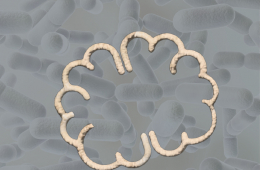 Los “bióticos” en nuestra vida