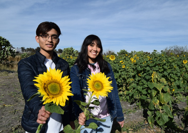 Incursiona DICIVA en la producción de girasoles variedad Russian giant   