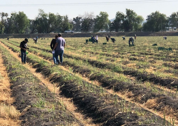 DICIVA capacita en Horticultura y Agricultura Protegida a estudiantes de la Universidad del Estado de Hidalgo 