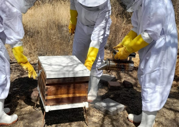 Enseñan técnicas de manejo de colmenas y apiarios en la UG 