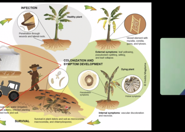 El Dr. Freddy Magdama enseña en la UG medidas preventivas ante nueva epidemia en la agricultura 