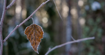 Se esperan heladas de hasta -5 °C en la primera quincena de noviembre