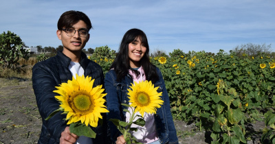 Incursiona DICIVA en la producción de girasoles variedad Russian giant   