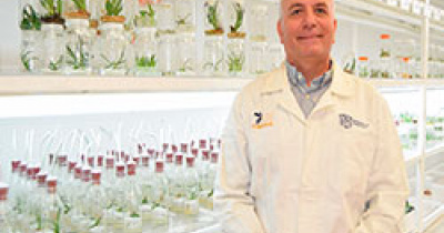 En la UG cultivan in vitro plantas de Agave de todo el territorio nacional para su propagación, conservación y mejora