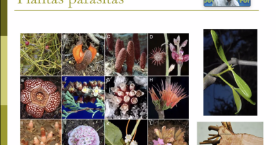 Se realiza el 2do. Simposio Internacional de Parasitología Agropecuaria y Forestal 