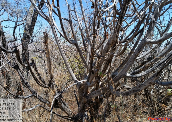 Académicas UG alertan sobre daños en vegetación nativa por calentamiento global 