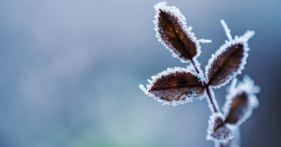 Frente frío número 24 afecta a Guanajuato con temperaturas extremas