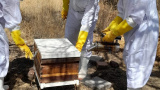 Enseñan técnicas de manejo de colmenas y apiarios en la UG 