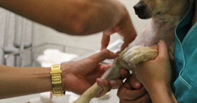 El programa de Lic. en Medicina Veterinaria y Zootecnia es de calidad reconocida por los CIEES