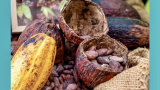 La revista Ciencia e Innovación Agroalimentaria de la UG fue admitida en el Sistema Nacional de Publicaciones Científicas y Humanísticas 