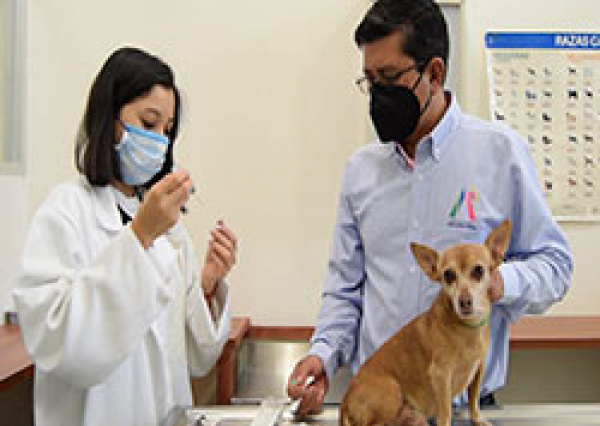 Aplican vacunas antirrábicas y desparasitación gratuita en la Clínica de Pequeñas Especies de la UG, con apoyo municipal