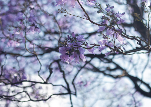 Prevén vientos intensos y lluvias ligeras para Guanajuato durante el periodo vacacional