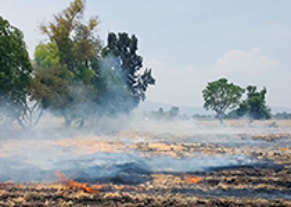 Investigadores UG innovan en el aprovechamiento de residuos agrícolas para la elaboración de bio-productos y combustibles    