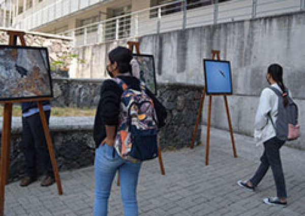 Universitarios aprenden del monitoreo del Águila Real y los retos de su conservación  
