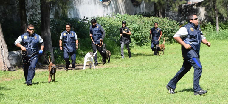 entrenan-unidad-canina-para-seguridad-ug-ugto