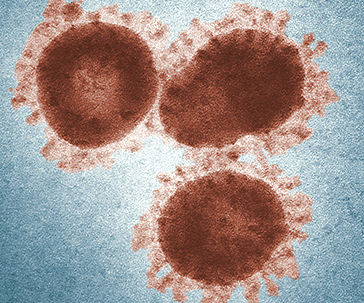 coronavirus