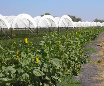 ug-reabre-maestria-en-proteccion-vegetal-ugto-