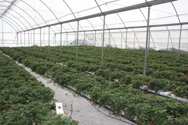 agricultura-hidroponica-fresa-universidad-guanajuato-ug