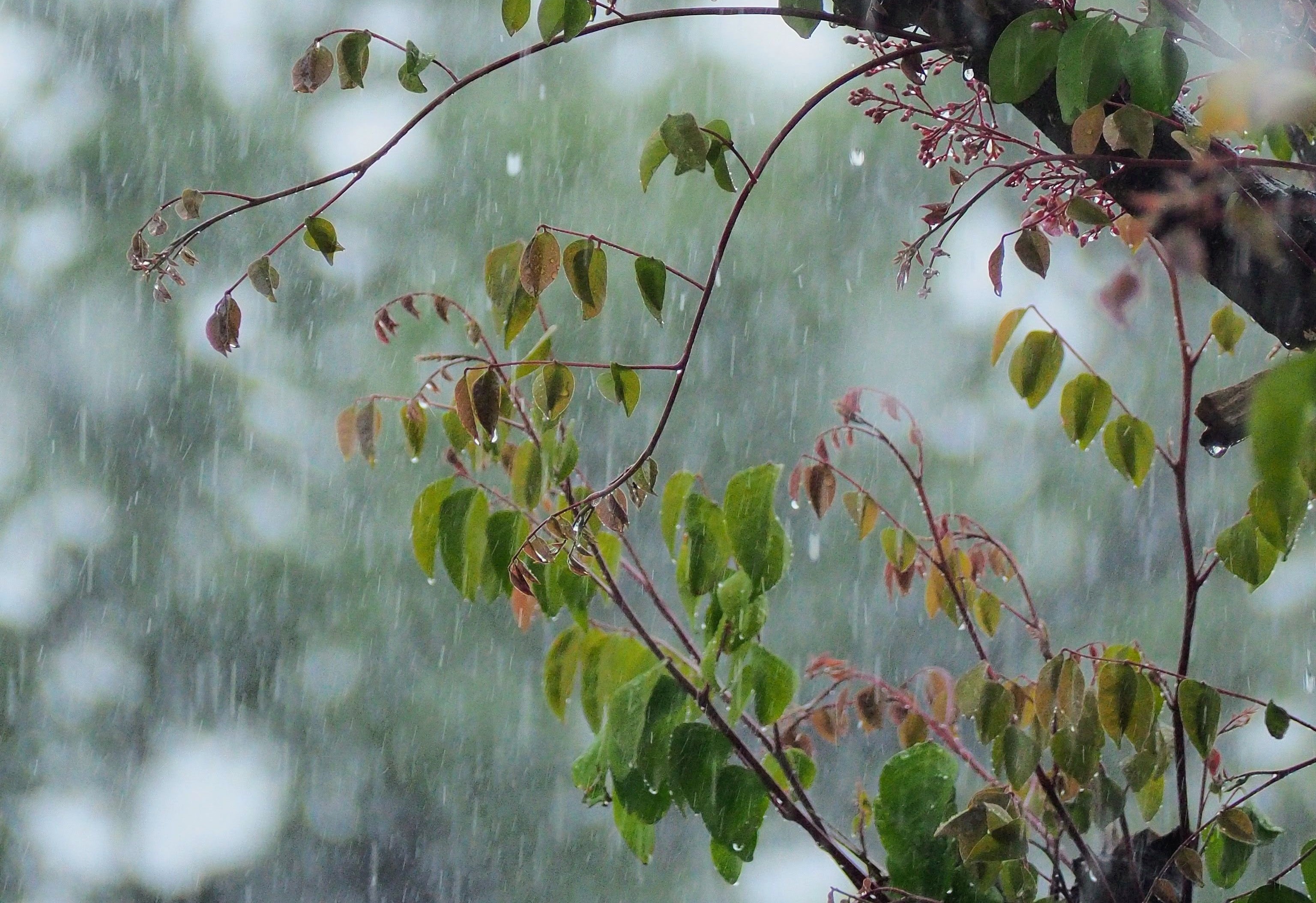 clima