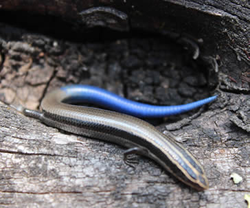 cinug-aporta-al-conocimineto-de-la-biodiversidad-ug-ugto-