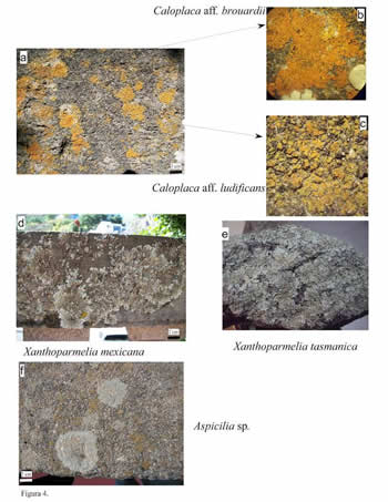 liquen-en-edificios-historicos