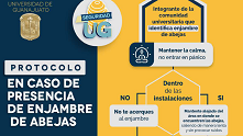 infografia_caso_presencia_enjambre_abejas
