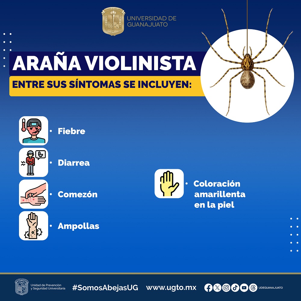 aranra violinista 3961